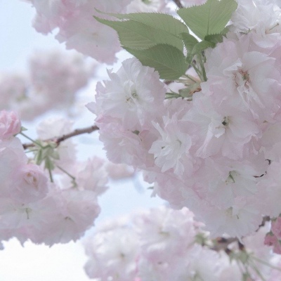 西藏FurryQQ群介绍